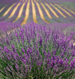 Frankreich Austausch Header