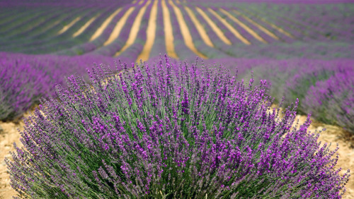 Frankreich Austausch Header